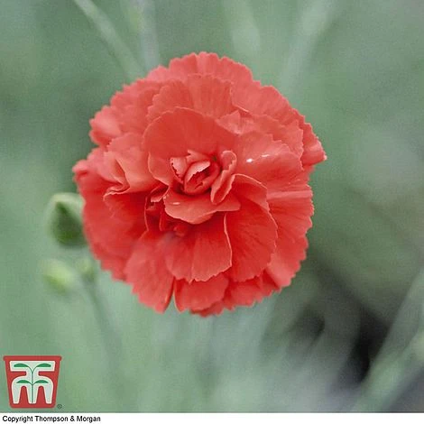 Dianthus 'Diane' 3 Dianthus 'Diane'