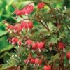Dicentra Spectabilis 'Valentine' -Garden Plants Shop DICE T62210 A h