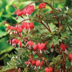 Dicentra Spectabilis 'Valentine'