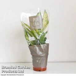 Dieffenbachia Seguine Sublime -Garden Plants Shop DIEF SUBLI17CM T39040