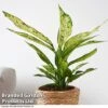 Dieffenbachia Seguine Sublime -Garden Plants Shop DIEF SUBLIME T39043