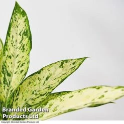 Dieffenbachia Seguine Sublime -Garden Plants Shop DIEF SUBLIME T39047