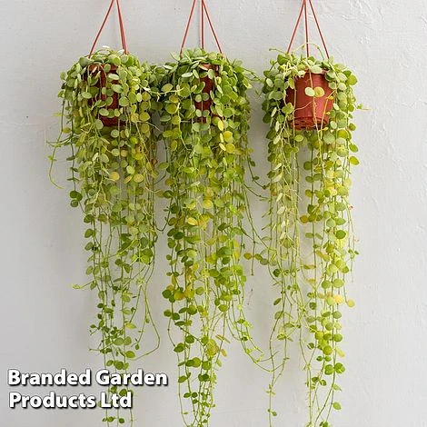 Dischidia Nummularia 5 Dischidia Nummularia - Image 3