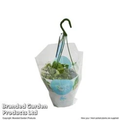 Dischidia Nummularia 9 Dischidia Nummularia -Garden Plants Shop DISC NUMMU14CM T48959