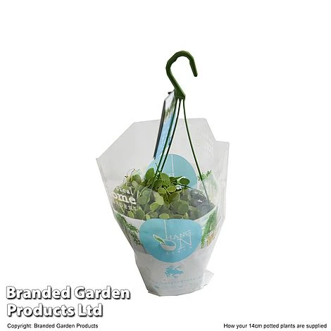 Dischidia Nummularia 6 Dischidia Nummularia - Image 4