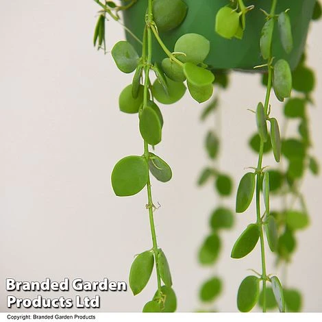 Dischidia Nummularia 4 Dischidia Nummularia - Image 2