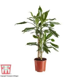 Dracaena Fragrans (House Plant) 13 Dracaena Fragrans (House Plant) -Garden Plants Shop DRAC 2898 A1