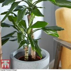 Dracaena Fragrans (House Plant) 10 Dracaena Fragrans (House Plant) -Garden Plants Shop DRAC 2898 A4
