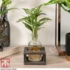 Dracaena Sanderiana 'Victory' In Bottle & Stand 1 Dracaena Sanderiana 'Victory' In Bottle & Stand -Garden Plants Shop DRAC KB3999 A