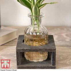 Dracaena Sanderiana 'Victory' In Bottle & Stand -Garden Plants Shop DRAC KB3999 C