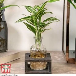 Dracaena Sanderiana 'Victory' In Bottle & Stand -Garden Plants Shop DRAC KB3999 D