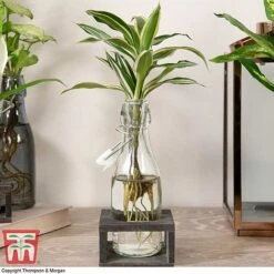 Dracaena Sanderiana 'Victory' In Bottle & Stand -Garden Plants Shop DRAC KB3999 F