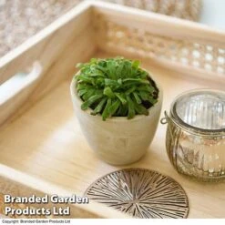 Drosera Aliciae 9 Drosera Aliciae -Garden Plants Shop DROS ALICIAE T41636