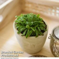 Drosera Aliciae 10 Drosera Aliciae -Garden Plants Shop DROS ALICIAE T41637