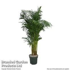 Dypsis Lutescens In Hydro Pot -Garden Plants Shop DYPS LUTES27CM T506351