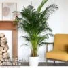 Dypsis Lutescens In Hydro Pot 2 Dypsis Lutescens In Hydro Pot -Garden Plants Shop DYPS LUTESCENS T50757