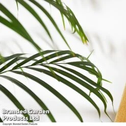 Dypsis Lutescens In Hydro Pot -Garden Plants Shop DYPS LUTESCENS T50758