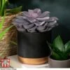 Echeveria 'Purple Pearl' - Shine Like A Pearl -Garden Plants Shop ECHE KB3784 A