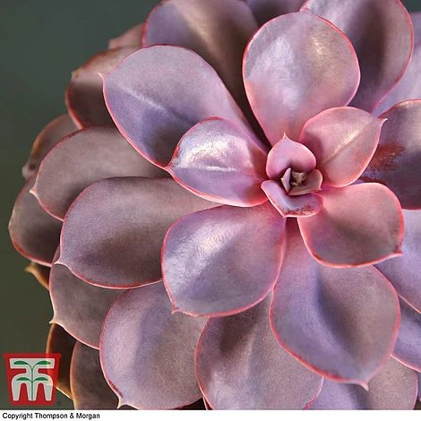 Echeveria 'Purple Pearl' - Shine Like A Pearl 5 Echeveria 'Purple Pearl' - Shine Like A Pearl - Image 3