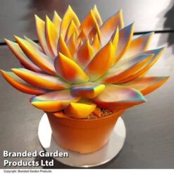 Echeveria 'Miranda Chameleon' -Garden Plants Shop ECHE CHAMELEON T48348
