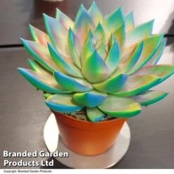 Echeveria 'Miranda Chameleon' -Garden Plants Shop ECHE CHAMELEON T48349