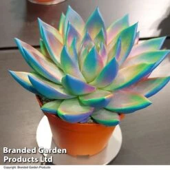Echeveria 'Miranda Chameleon' -Garden Plants Shop ECHE CHAMELEON T48350