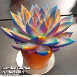 Echeveria 'Miranda Chameleon' -Garden Plants Shop ECHE CHAMELEON T48351