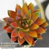 Echeveria 'Miranda Chameleon' 1 Echeveria 'Miranda Chameleon' -Garden Plants Shop ECHE CHAMELEON T49079