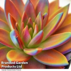 Echeveria 'Miranda Chameleon' -Garden Plants Shop ECHE CHAMELEON T49081