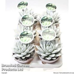 Echeveria 'Miranda Glow In The Dark' -Garden Plants Shop ECHE MIRAN12CM S48425