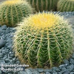 Echinocactus Grusonii -Garden Plants Shop ECHI GRUSONII W46824