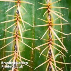 Echinocactus Grusonii -Garden Plants Shop ECHI GRUSONII W46825