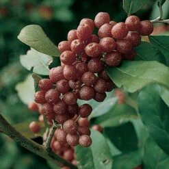 Elaeagnus Ebbingei -Garden Plants Shop ELAE T58186 A h