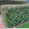 Elaeagnus Ebbingei 2 Elaeagnus Ebbingei -Garden Plants Shop ELAE T58186 B