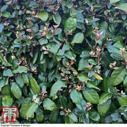 Elaeagnus Ebbingei -Garden Plants Shop ELAE T58186 C