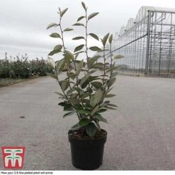 Elaeagnus Ebbingei -Garden Plants Shop ELAE T58186 D