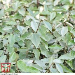 Elaeagnus Ebbingei -Garden Plants Shop ELAE T58186 D1