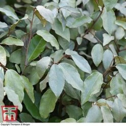 Elaeagnus Ebbingei -Garden Plants Shop ELAE T58186 E