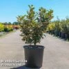 Elaeagnus Ebbingei 'Compacta' -Garden Plants Shop ELAE COMPACTA S45437