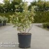 Elaeagnus Ebbingei 'Limelight' -Garden Plants Shop ELAE LIMELIGHT S45438