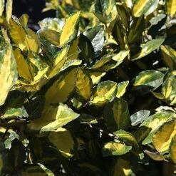 Elaeagnus Pungens 'Maculata' -Garden Plants Shop ELAE MACULATA S45440 NOW