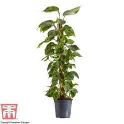 Epipremnum Aureum -Garden Plants Shop EPIP TKA2906 AA