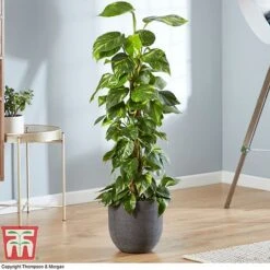Epipremnum Aureum -Garden Plants Shop EPIP TKA2906 AB