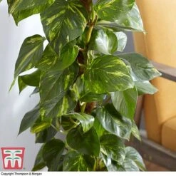 Epipremnum Aureum -Garden Plants Shop EPIP TKA2906 AC