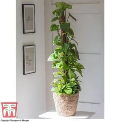 Epipremnum Aureum -Garden Plants Shop EPIP TKA2906 B1