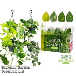 Epipremnum Mixed 15 Epipremnum Mixed -Garden Plants Shop EPIP MIXED15CM WKC8847 B