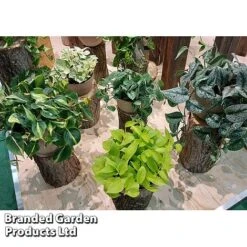 Epipremnum Mixed 10 Epipremnum Mixed -Garden Plants Shop EPIP MIXED A