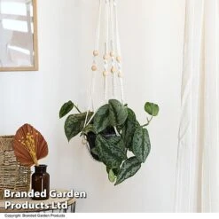 Epipremnum Mixed 11 Epipremnum Mixed -Garden Plants Shop EPIP MIXED T48069