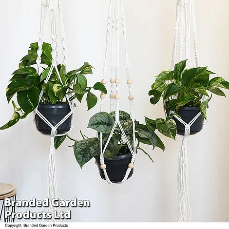 Epipremnum Mixed 3 Epipremnum Mixed