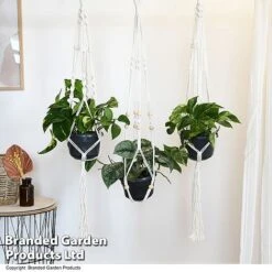 Epipremnum Mixed 12 Epipremnum Mixed -Garden Plants Shop EPIP MIXED T48072